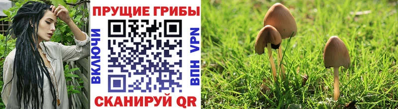 где продают   Гудермес  Псилоцибиновые грибы прущие грибы 